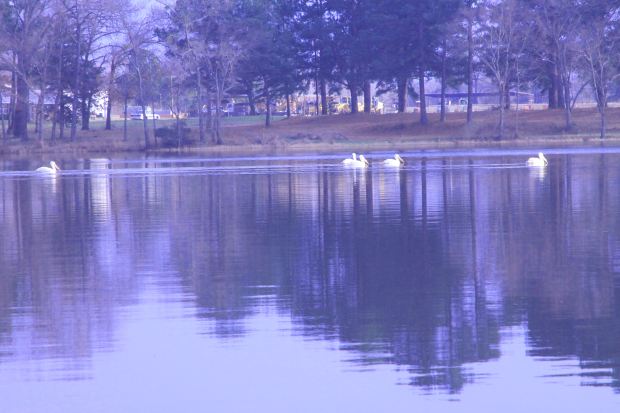 Now are the woods all black, but still the sky is blue.